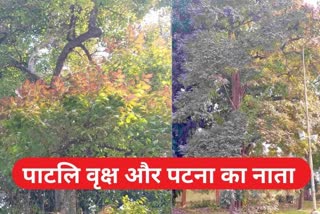 Patna got recognition from Patli tree