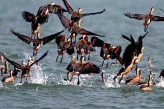 First bird festival in Sundarbans in February