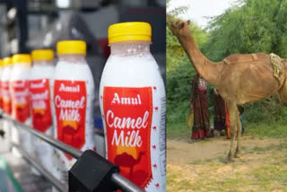 Asia's first deodorised camel milk plant in Kutch boosts prospects of herdsmen