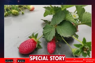 Strawberry Cultivation In Wardha