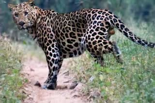 leopard hunted deer rampur in sidhi