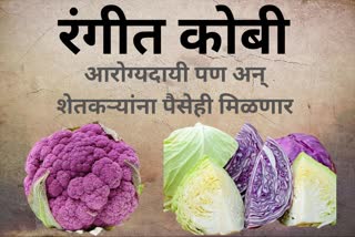 COLORED Cauliflower