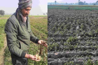 Potato Crops damaged due to Frost in Bharatpur