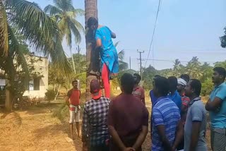 coconut-tree-climbing-training