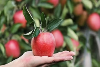 Center approves Rs 135 Cr Apple Cluster for Shopian