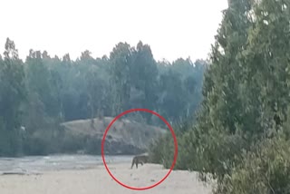 Video of tiger on riverside in Koriya goes viral