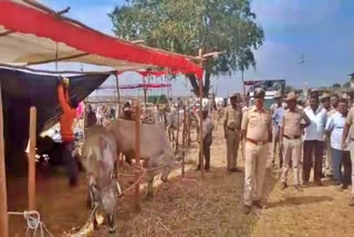 stoped ghati cattle fair
