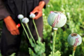 Joint Forces Destroy 80k Opium In Manipur