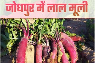 Red Radish Farming