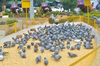 indore people feed pigeons on moni amavasya