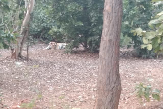 shahdol tiger roaming