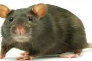 Rats nibble 2 dead body eyes in sagar