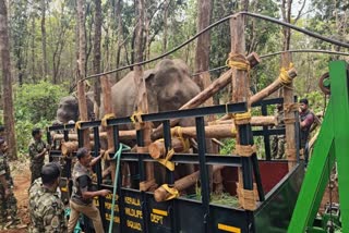 Wild Elephant PT7  Wild Elephant  PT7 shifted to Dhoni Forest Office  Kunki Elephants  ഇടംവലം വിക്രമനും ഭരതനും  കുങ്കിയാനകളുടെ സഹായത്തോടെ  ലോറിയില്‍ കയറ്റി ഫോറസ്‌റ്റ് ഓഫീസിലെത്തിച്ചു  മയക്കുവെടി വച്ച കാട്ടുകൊമ്പന്‍  കൊമ്പന്‍  കുങ്കിയാന  പാലക്കാട്  ധോണി  ധോണി ഫോറസ്‌റ്റ് ഓഫീസ്