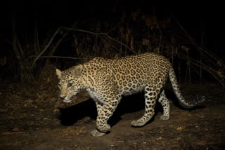 11 year old boy killed in leopard attack