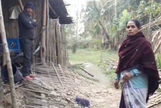 Elephant menace in Nagaon