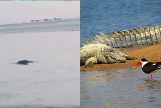 Dolphin in Chambal River