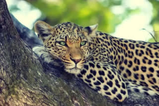 Ramanagr leopard died