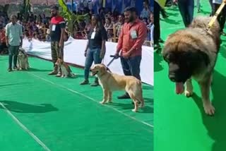 dog show in ballary festival
