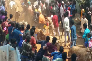 Youth having fun with cattle festival in Tirupati