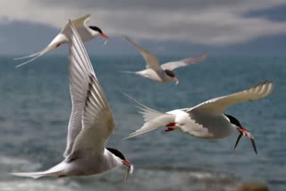 મોકર સાગર વેટલેન્ડમાં યાયાવર પક્ષીઓ ઉમટ્યાં