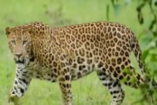Boy killed in suspected leopard attack in mysuru  പുള്ളിപ്പുലിയുടെ ആക്രമണം  leopard attack in mysuru  പുള്ളിപ്പുലിയുടെ ആക്രമണം  ഹൊറലപ്പള്ളി  ബെംഗളൂരു വാര്‍ത്തകള്‍  ബെംഗളൂരു പുതിയ വാര്‍ത്തകള്‍