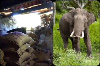 elephant attack in ration shop  elephant attack in ration shop in Kerala  elephant attack news  ಅಕ್ಕಿ ತಿನ್ನುವ ಆನೆ  ಆಗಾಗ್ಗೆ ಪಡಿತರ ಅಂಗಡಿ ಮೇಲೆ ದಾಳಿ  ಸ್ಥಳೀಯ ಪಡಿತರ ಅಂಗಡಿ ಮೇಲೆ ಆನೆಯೊಂದು ಆಗಾಗ್ಗೆ ದಾಳಿ  ಇದರಿಂದ ಸ್ಥಳೀಯ ವಾಸಿಗಳು ಆತಂತ  ಕೇರಳದಲ್ಲಿ ಆನೆಯೊಂದು ಸ್ಥಳೀಯರಿಗೆ ತೊಂದರೆ  ಪಡಿತರ ಅಂಗಡಿ ಮೇಲೆ ಪದೇ ಪದೇ ದಾಳಿ  ಪಡಿತರ ಅಂಗಡಿ ಮೇಲೆ ಆನೆಯೊಂದು ದಾಳಿ