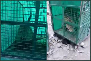 Leopard caught in Rampur