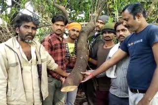 MP Vidisha again cut two sandalwood trees