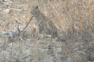 Panther Hnted Deer in Sariska