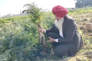 Yellow Black and Jamni Carrot,  know the benefits of Jamni Carrot, Ludhiana Punjab Agriculture University