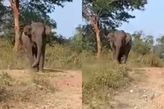 attappadi Palakkad  wild elephant running towards vehicle attappadi  ജീപ്പ് യാത്രക്കാര്‍ക്ക് നേരെ പാഞ്ഞടുത്ത് കാട്ടാന  അട്ടപ്പാടി അതിർത്തി