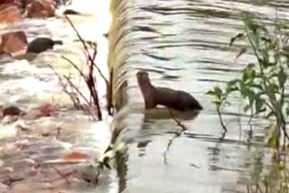 seal-found-in-lakshmeshwar-lake