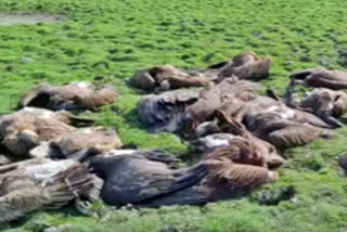 Vultures found dead in Assam