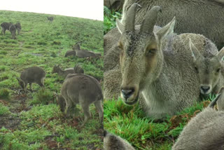 nilgiri tahr breeding season  Eravikulam National Park may be closed early  വരയാടുകളുടെ പ്രജനനകാലം ആരംഭിച്ചു  ഇരവികുളം ദേശീയ ഉദ്യാനം  ഇരവികുളം ദേശീയ ഉദ്യാനം നേരത്തേ അടച്ചേക്കും  ഇരവികുളം ദേശീയോദ്യാനം  വരയാടിന്‍റെ കുട്ടികളെ കണ്ടെത്തി  ഇടുക്കി