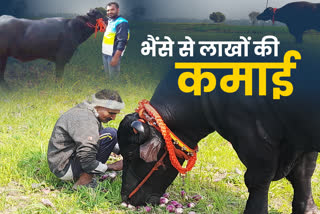 15 lakh rupees earning annually from buffalo