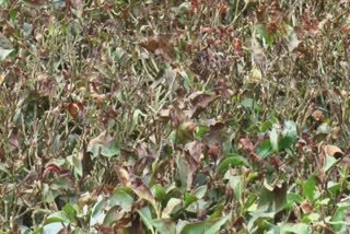 snow fall in munnar  munnar tea plants perishing  idukki snowfall  idukki munnar  munnar  munnar tea plants  മുന്നാറിൽ കനത്ത മഞ്ഞുവീഴ്‌ച  മുന്നാറിൽ മഞ്ഞുവീഴ്‌ച  മുന്നാർ  മുന്നാറിൽ തേയിലത്തോട്ടങ്ങൾ നശിക്കുന്നു  മൂന്നാറിൽ തേയില ചെടികൾ കരിഞ്ഞുണങ്ങി  കണ്ണൻദേവൻ കമ്പനി  kannandevan company  harison  എസ്റ്റേറ്റുകളിൽ മഞ്ഞുവീഴ്‌ച