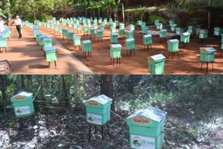 preparing Honey box