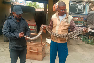 Rock Python