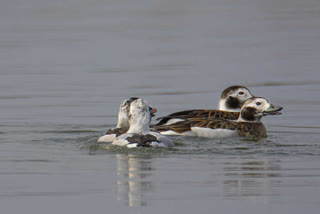 Etv BharatLong-Tailed duck sighted in Wular lake after 84 years