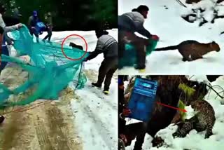 viral video of youth tried to catch leopard with apple crate in shimla
