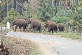 தாளவாடியில் புகுந்த காட்டு யானைகள் கர்நாடக வனப்பகுதிக்கு விரட்டியடிப்பு