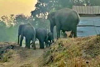 herd of elephants appeared