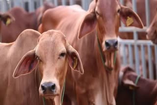 3 cows died due to lightning in Shivpuri