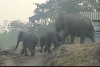 Forest officials in Belagavi push back herd of elephants towards forest