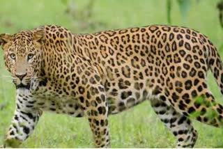 Leopard dead body recovered