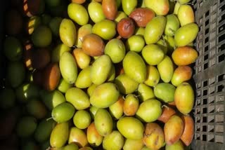 Ber fruit Production Cazri in Jodhpur