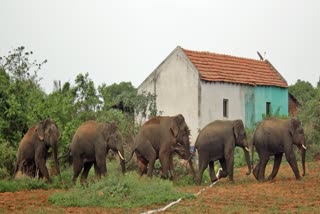 Elephants Entered Into Village