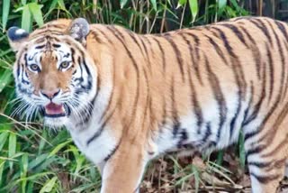 tiger died in shahdol