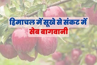 Apple Farming in Himachal