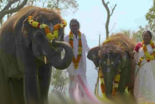 ஆஸ்கார் பட்டியலில் தமிழ்நாட்டின் யானை குறித்த குறும்படம் தேர்வு